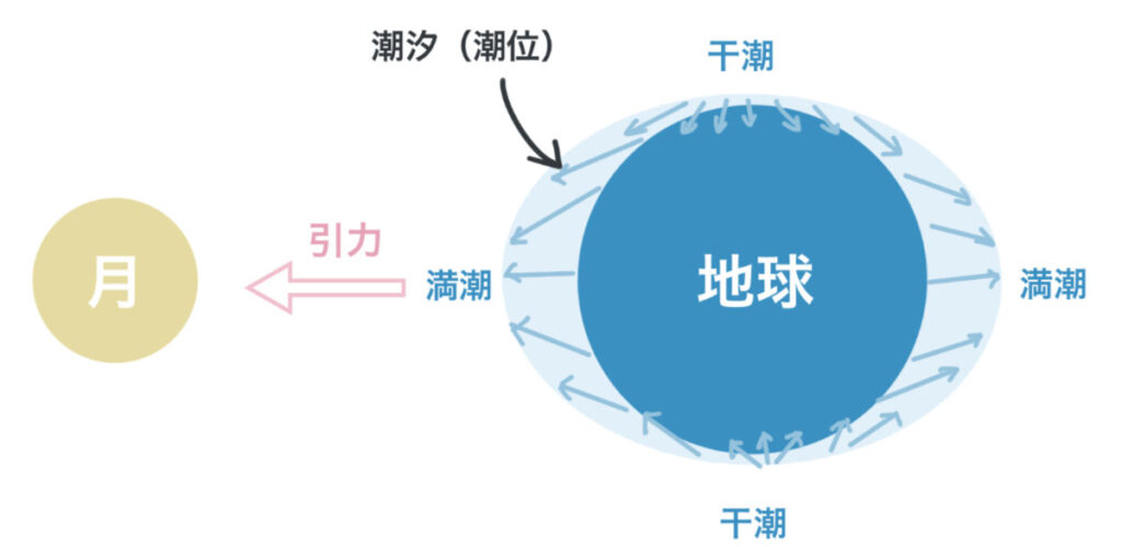 月の引力による干潮・満潮のしくみ