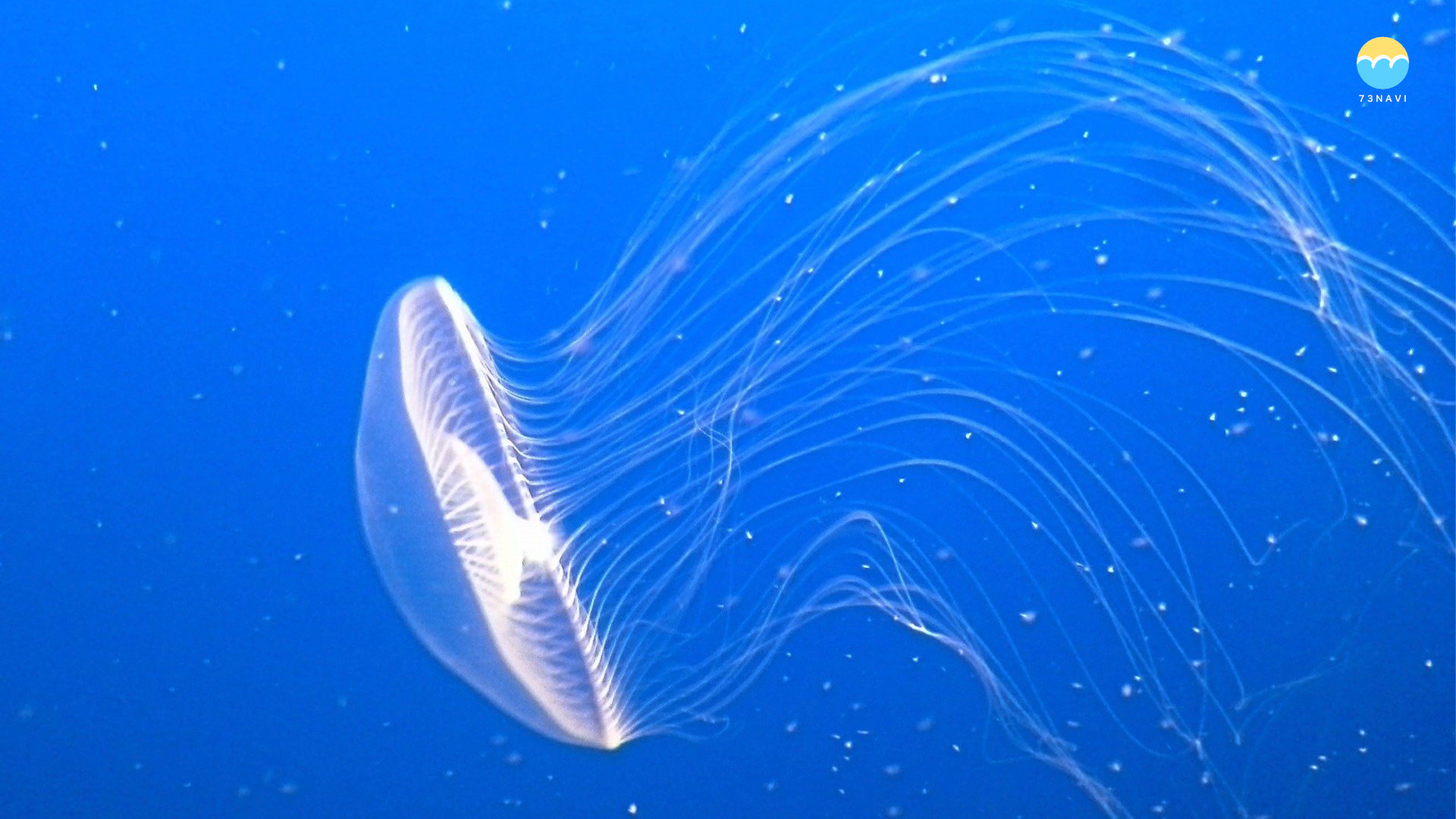 クラゲに刺されないようにする方法