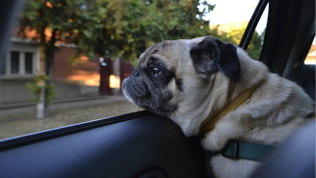 車に犬(ペット)を乗せる